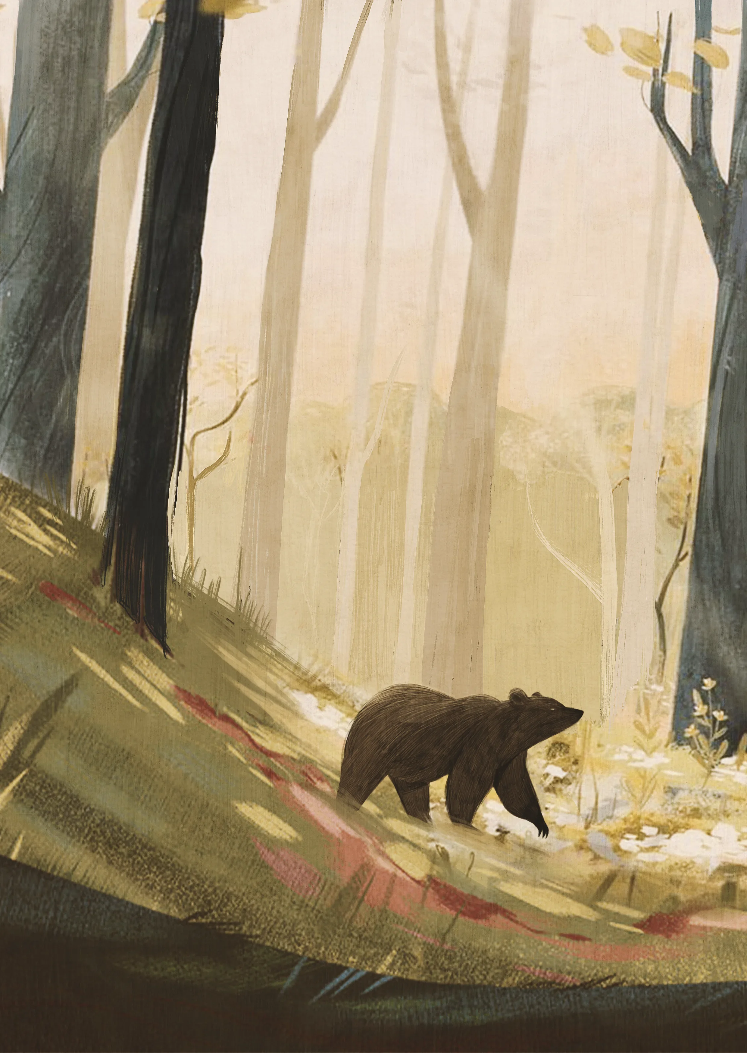 Orso
